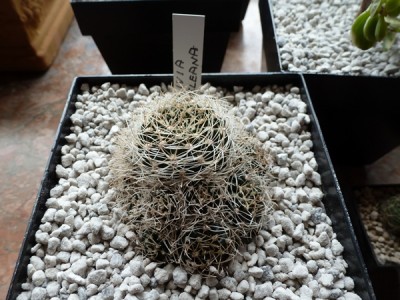 lobivia schieleana.JPG