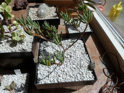 lampranthus glaucus hybride.JPG