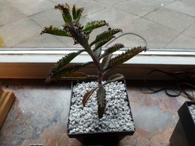kalanchoe.JPG