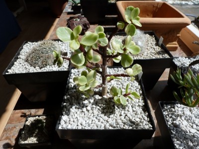 crassula portulacea afra.JPG