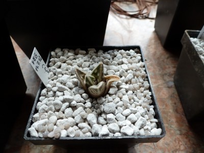 aloe variegata.JPG