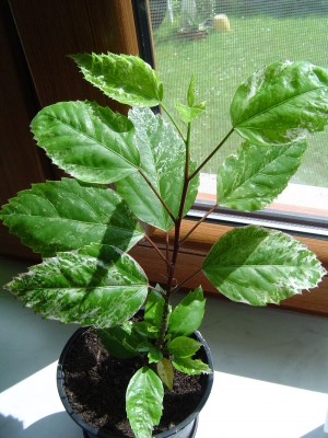 panaschierter Hibiskus.jpg