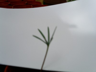 PICT0112.JPG