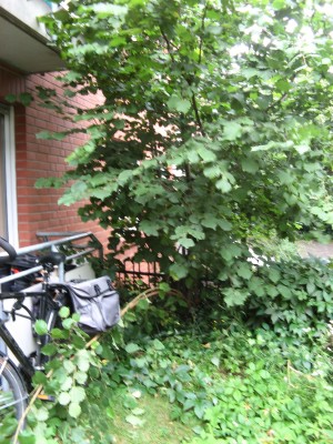 Haselnuss1_1900x1900_1000KB.jpg