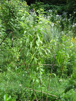 Pfirsich-Spalier1_1900x1900_1000KB.jpg