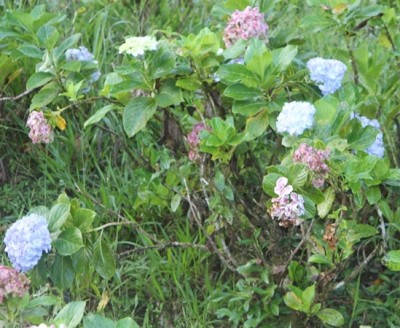 265. Pflanze, IMG_3603.JPG
