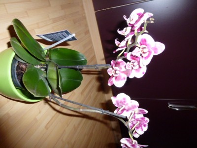 P1000336.JPG