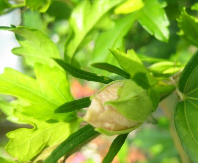 Green 6 114.jpg