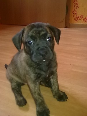 ..mädchen kurzes gestromtes fell.JPG