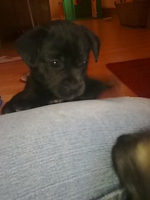 ..mädchen schwarz kurzhaar.....JPG