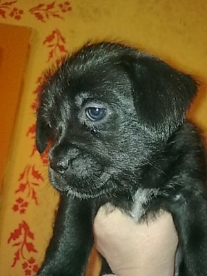 ..mädchen längeres schwarzes fell...JPG