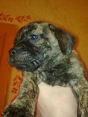 ..mädchen kurzes gestromtes fell...JPG