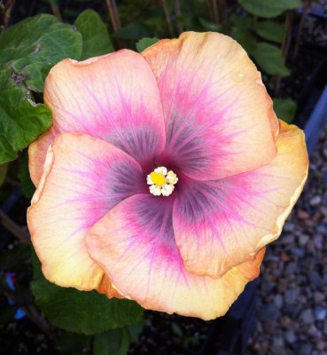 Blüte 3.jpg
