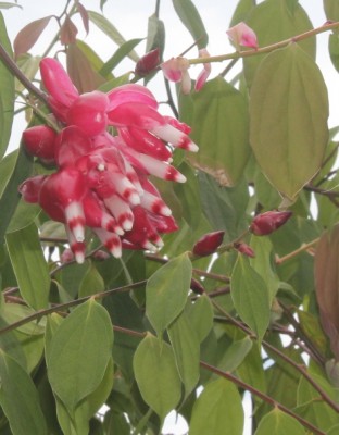 Cavandishia tarapotana, Mindo, IMG_1753 - copia.JPG