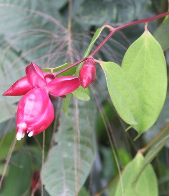Cavandishia tarapotana, Mindo, IMG_1749 - copia.JPG