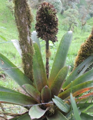 12. Unbekannte Bromeliacea von Ecuador, vielleicht, Bromeliaceae, IMG_1896.JPG
