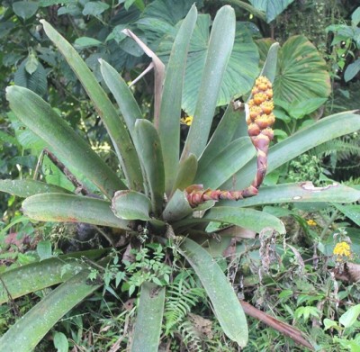 12. Unbekannte Bromeliacea von Ecuador, IMG_2079.JPG