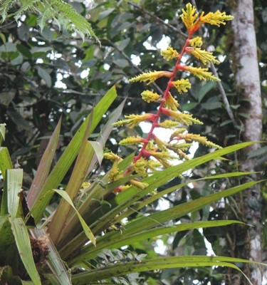 13. Unbekannte Bromeliacea von Ecuador, IMG_2195.JPG