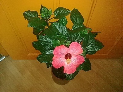 ..hibbi stämmchen.......JPG