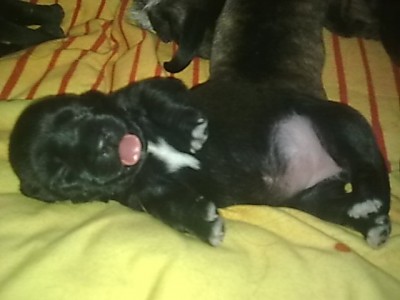 ...hunde babys.......JPG