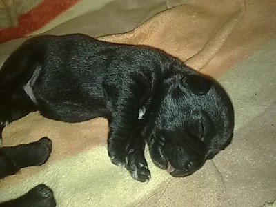 ...Hunde Babys.....JPG