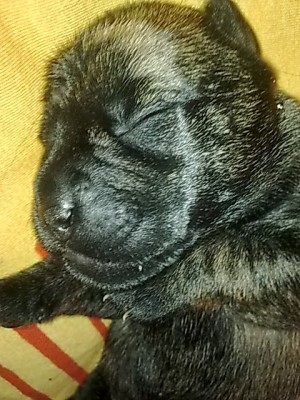 ...Hunde Babys...JPG