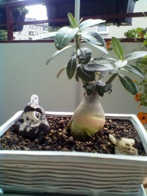 Juli 2012 012.jpg