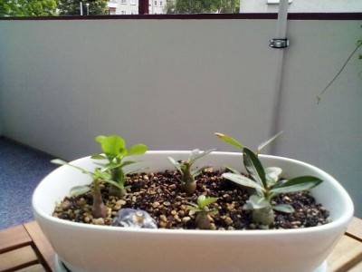 Juli 2012 035.jpg
