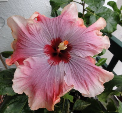 3. Blüte Juli 12 (12).JPG