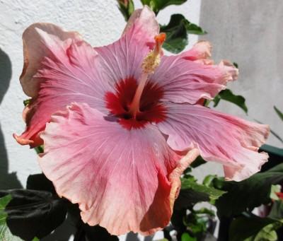 3. Blüte Juli 12 (9).JPG