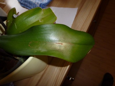 P1000317.JPG
