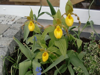 Cypripedium Pueblo.jpg