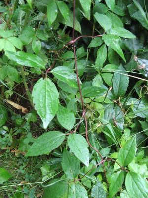 Welche Clematis_1900x1900_2000KB.jpg