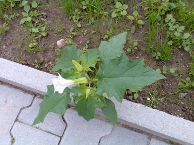 Bild004.jpg