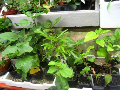 Seedlings.JPG