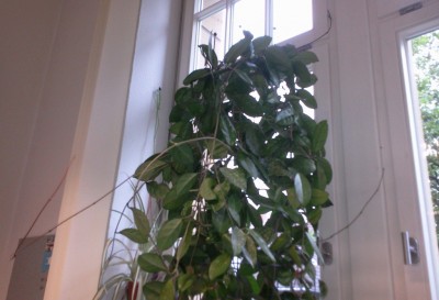 carnosa büro triebe.jpg