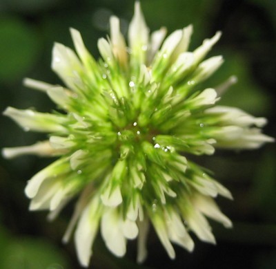 Green 6 155.jpg