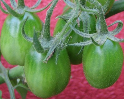 Green 6 118.jpg