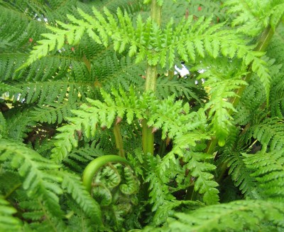 Green 6 139.jpg
