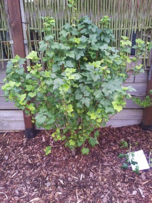 Copy of 2012-07-16 18.08.46.jpg