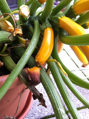 Zucchini2.JPG