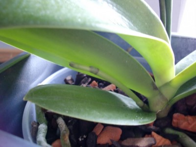 Phalaenopsis Hybride #5-7.jpg