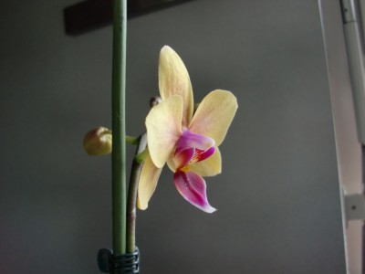 Phalaenopsis Hybride #5-6.jpg