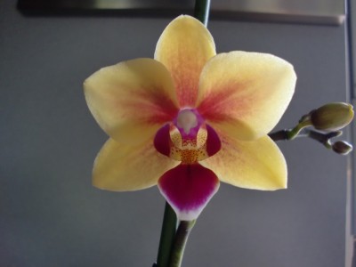Phalaenopsis Hybride #5-5.jpg