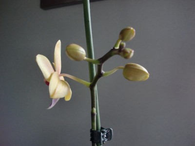 Phalaenopsis Hybride #5-3.jpg