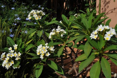 009-001.JPG