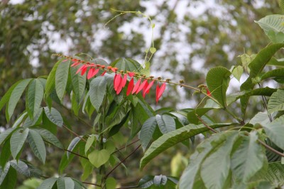 IMG_2603_1.jpg