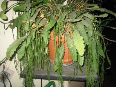 Pflanzen 005.jpg