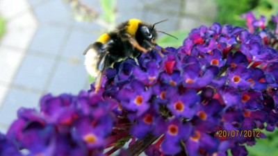 Schmetterlingsflieder mit Hummel.jpg
