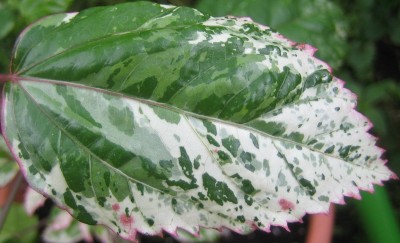 Green 6 159.jpg
